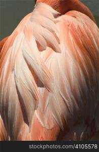 close up view of flamingo feathers