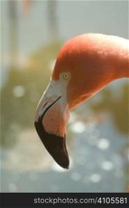 close up view of flamingo head