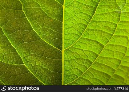 close up view of fresh green leaf texture