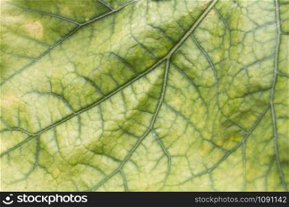 Close up view of green leaf texture