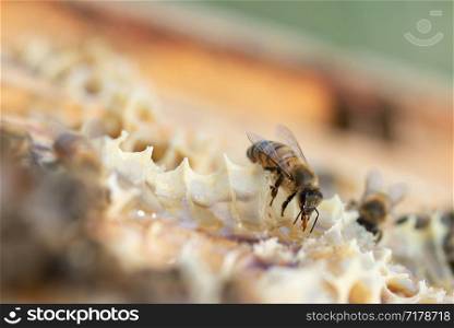 Close up view of honey bees,apis mellifera, working at honeycomb. Close up view of honey bees working at honeycomb