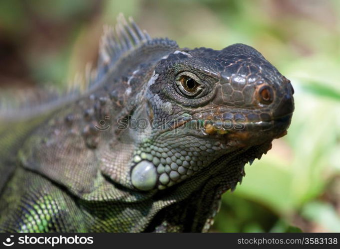 Close-up view of iguana at forest background