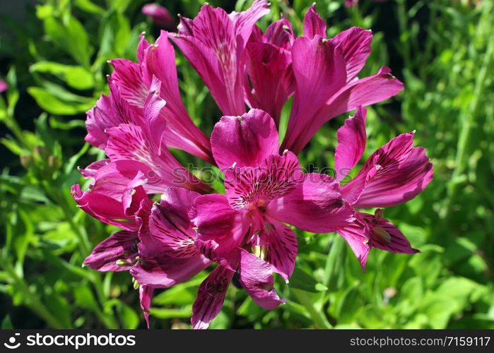 Close-up view of purple flower in a garden