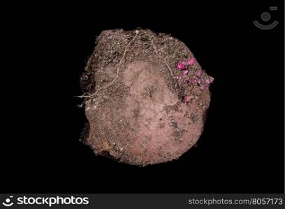 Close up view of raw potato with roots and soil on surface. Isolated on black.