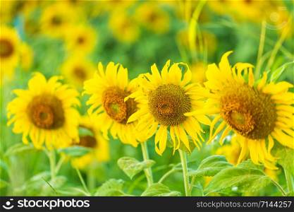 close-up view of sunflower fields green grass background.