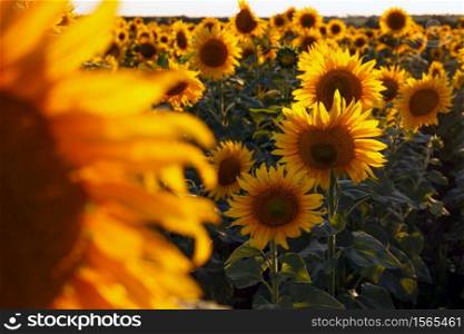close up view of sunflower flowers at the evening field