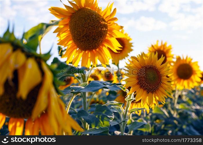 close up view of sunflower flowers at the evening field