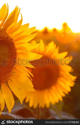 close up view of sunflower flowers at the evening field