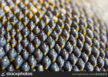 close-up view of sunflower seeds
