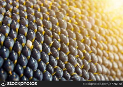 close-up view of sunflower seeds at sunburst