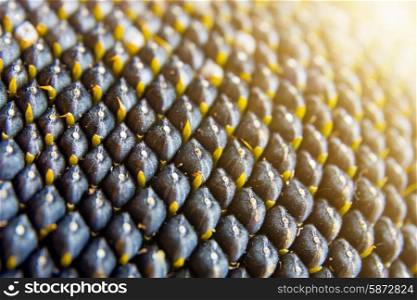 close-up view of sunflower seeds at sunburst