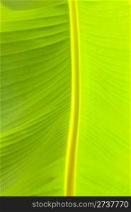Close-up view of the banana leaf.