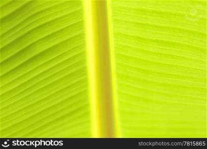 Close-up view of the banana leaf.