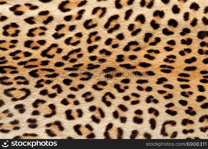 Close-up view of the skin of a leopard (Panthera pardus)