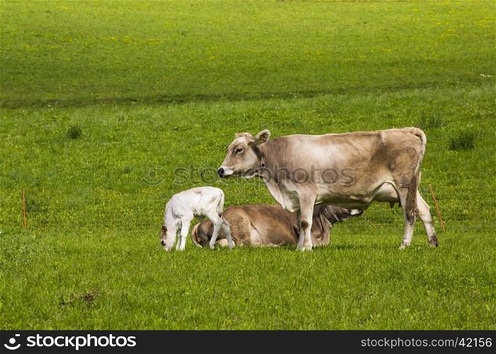 Close up view of two friends and a calf in meadow green