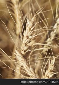 Close up view of wheat ready for harvest.