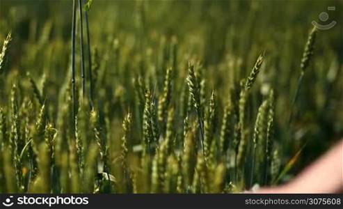 Close up view of young woman&acute;s arm walking in the sun on green wheat field
