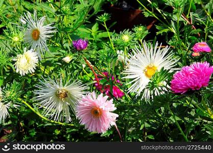 close-up view on aster flowers in garden