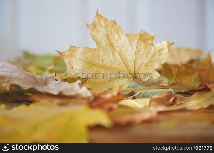 Close-up view on autumn leaves of maple and oak