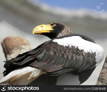 close-up view on eagle sitting on tree