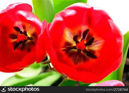 close-up view on red tulips with stamens and pistil