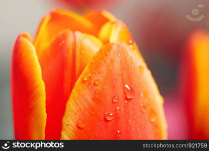 Close-up view on the button of red tulip