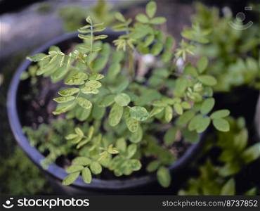 Close up view , Young Indigo  Plant Growing . Nature background