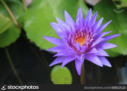 close up violet lotus background
