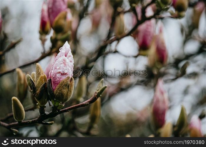 Close up wallpaper of a single flower during spring with copy space