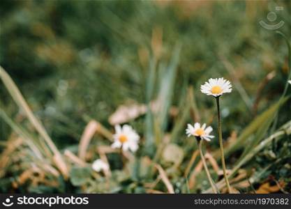 Close up wallpaper of a single flower during spring with copy space