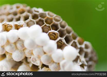 Close up wasp nest on tree nature background or hornet nest on leaves with larva / Wild insects
