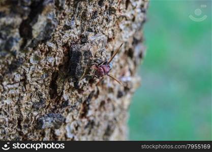 close up Wasp on bark tree in tropical forest
