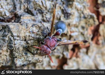 close up Wasp on bark tree in tropical forest