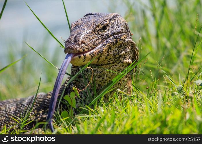 close up Water monitor lizard, Varanus in nature, Thailand