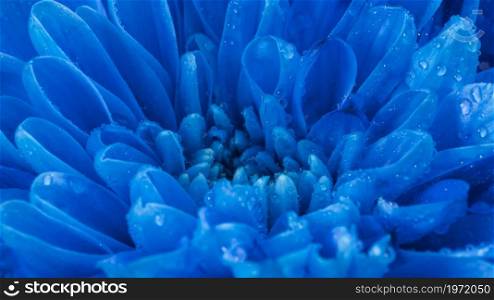 close up wet blue petals. High resolution photo. close up wet blue petals. High quality photo