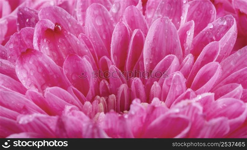 close up wet pink petals