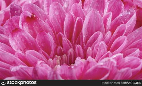 close up wet pink petals