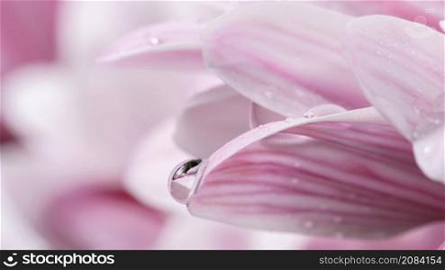 close up wet pink white petals