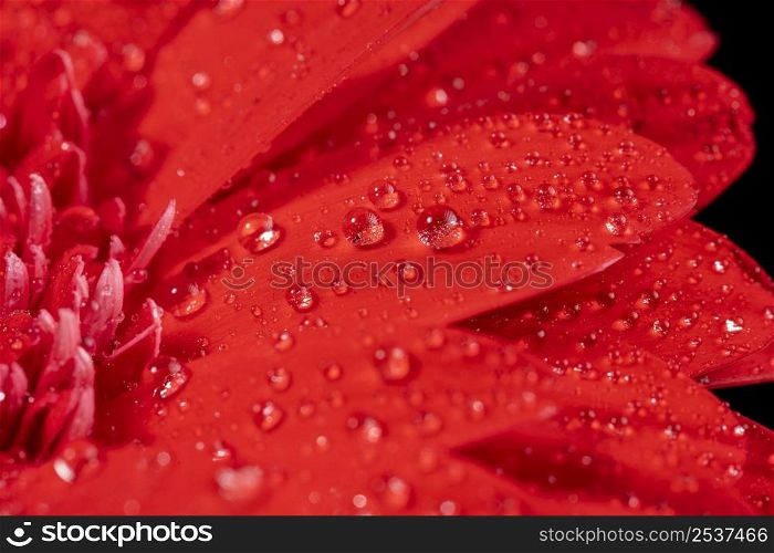 close up wet red flower
