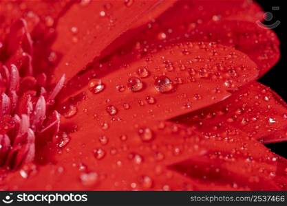 close up wet red flower