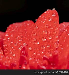 close up wet red petals