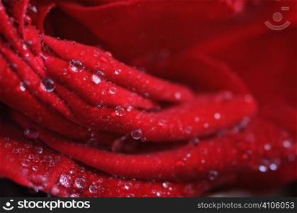 Close up wet red rose petals
