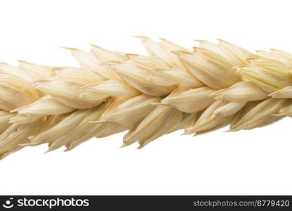 Close up wheat cereal crops. Studuo shot. White isolated