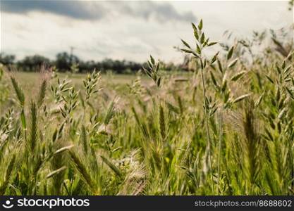 Close up wheat cones concept photo. Farming. Growing plants. Front view photography with green meadow on background. High quality picture for wallpaper, travel blog, magazine, article. Close up wheat cones concept photo
