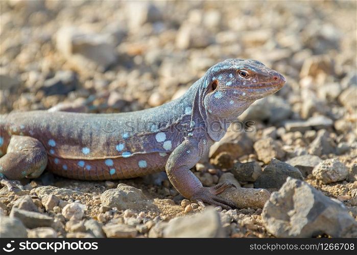 Close up whiptail lizard on ground with stones
