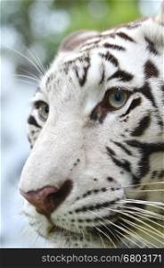 close up white bengal tiger face