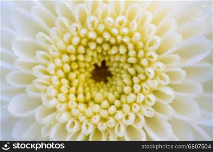 Close up white Chrysanthemum Morifolium flowers wet with morning dew