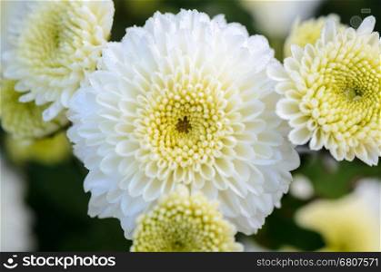 Close up white Chrysanthemum Morifolium flowers wet with morning dew