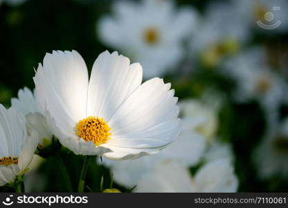 Close up White cosmos flower blossom in the garden on a sunny day.