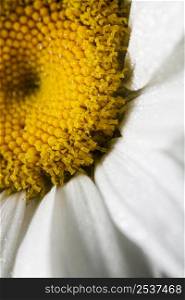 close up white daisy flower